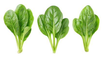 Antique spinets, a glimpse into the history of keyboard instruments on black background