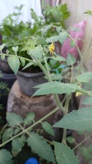 Organic Tomato Plant