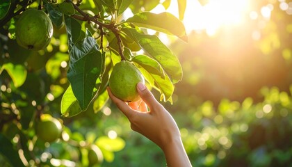 A person's hand reaches up to harvest a fresh green fruit from a tree branch in a sunny orchard.