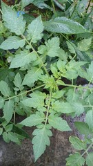 Freshly Grown Tomato Plant