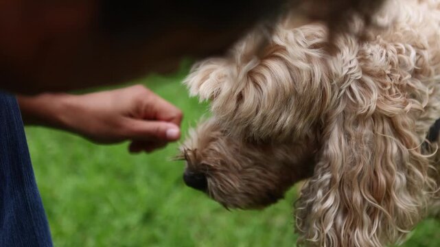 Woman removing ticks from a cockapoo dog