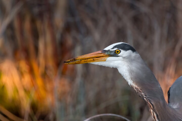 Close up view of Great Blue Heron bird in the marsh under evening light.