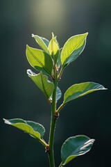 Fototapeta premium Close-up of vibrant green leaves on a stem.