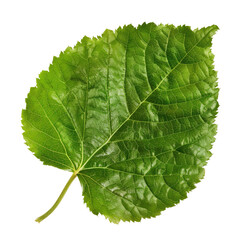 Green leaf, close-up, studio shot, nature background, botanical illustration