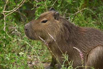 Young capybara, Hydrochoerus hydrochaeris, surrounded by vegetation in its natural habitat. It is the largest living rodent, native to South America. El Palmar National Park, Entre Rios, Argentina.