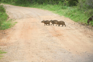Family group of capybaras, Hydrochoerus hydrochaeris, crossing a dirt road in El Palmar National Park, Entre Rios, Argentina. Concept: protection of wild animals, native species.
