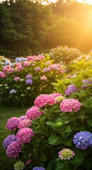 Obraz premium Colorful hydrangea garden at golden hour