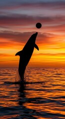 Dolphin silhouette jumping with ball at sunset