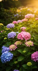 Hydrangea blossoms in sunlight