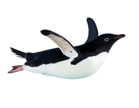 Playful penguin sliding belly first on ice isolated on transparent background PNG
