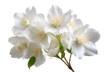 Delicate white flowers on a branch isolated on white background