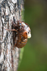 The emergence of a cicada / セミの羽化の始まり，セミの幼虫 - 横から撮影