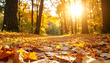 Autumn forest trail with sunlight and leaves