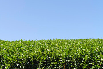 Tea fields and blue skies in Uji, Kyoto