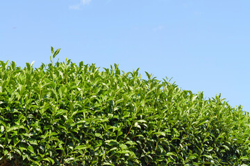 Obraz premium Tea fields and blue skies in Uji, Kyoto