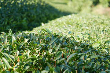 Close-up of Kyoto tea leaves