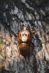 The emergence of a cicada / セミの羽化の始まり，セミの幼虫 - 上から撮影