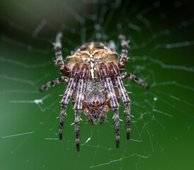 spider on web