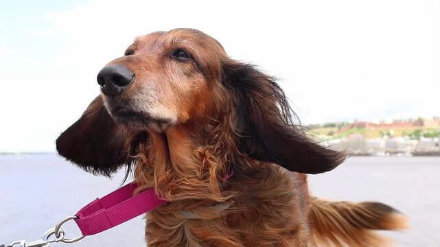 Long haired dachshund looking off into the distance near water, fur and ears tousled by wind, in a peaceful and natural riverside location. Small dog with floppy ears.