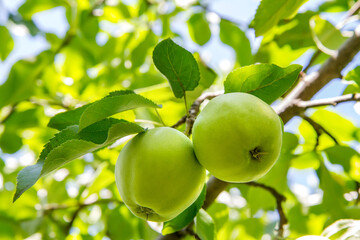 Large green apples on a branch in the garden. A couple of apples on an apple tree.