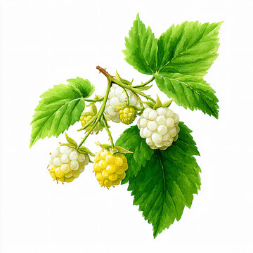 Raspberry Berry Macro Illustration Growth Agriculture Green Leaves Organic Sweet Summer Garden Raspberry Juice Picking Healthy Sustainable Homegrown Fresh Vibrant Tropical Vitamins Freshness