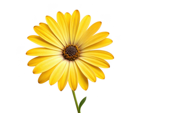 Bright yellow daisy flower isolated on transparent background