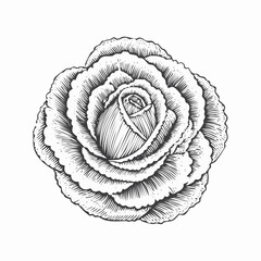 Fototapeta premium Rose vintage engraving sketch illustration representing floral beauty and romance, suitable for invitations, packaging design, and vintage botanical-themed projects.
