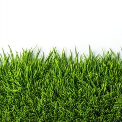 Fototapeta premium Close-up of vibrant green grass (1)