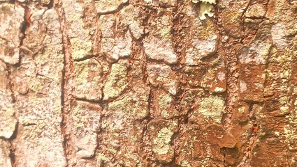 Macro Photo of Aged Tree Bark Surface with Organic Patterns