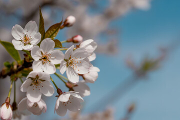 Delicate Blossoms A Cluster of Fragile Beauty (1)