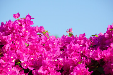 Fototapeta premium A multi-colored bunch of bougainvillea flowers, including pink, purple and white, bloom together in large clusters, with sunlight streaming down the background of green leaves.