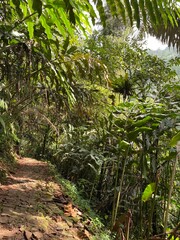 footpath in the jungle