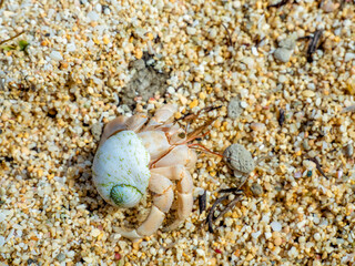 オカヤドカリ（鹿児島県 奄美大島）