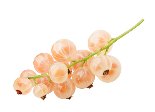 white currant berries on transparent background