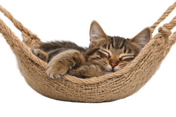A cute tabby cat sleeping peacefully in a cozy hammock, showcasing the essence of relaxation and comfort in a serene environment.
