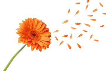 Orange gerbera daisy with falling petals isolated on transparent background