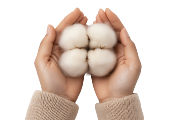 A pair of hands gently holds soft cotton bolls, highlighting the natural texture and purity of this versatile plant material.