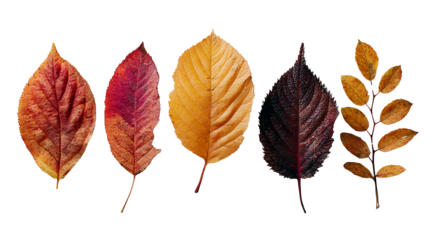 A vibrant display of autumn leaves in various shapes and colors showcasing the beauty of nature's seasonal change.