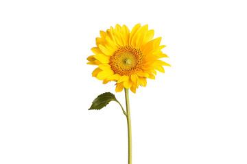 Bright and cheerful sunflower standing tall, symbolizing warmth and positivity in nature's vibrant colors.