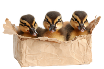Three adorable ducklings peeking out of a cardboard box, showcasing their fuzzy feathers and curious expressions.
