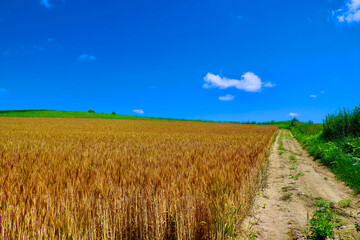Fototapeta premium 麦畑と大空（北海道・美瑛町・びえいちょう）
