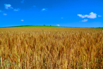麦畑と大空（北海道・美瑛町・びえいちょう）