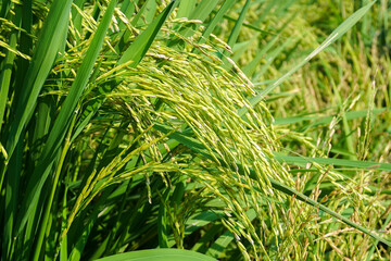 View of young rice fields, bright green, blurred nature background. Green rice ears.