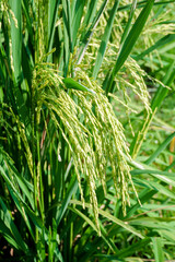 View of young rice fields, bright green, blurred nature background. Green rice ears.