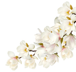 magnolia flowers corner arrangement on transparent background © Kenna