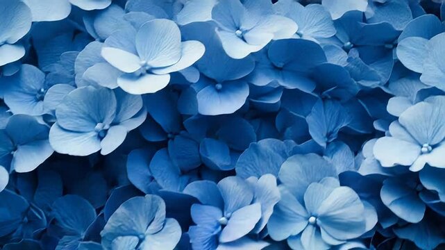 Deep blue hydrangea flowers creating stunning floral background