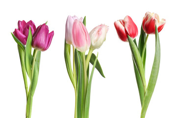 tulips in bloom, isolated on transparent background