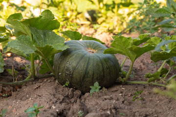 Green pumpkin growing on vine in garden soil with large green leaves, close-up detail of organic vegetable in natural sunlight, perfect for farming, gardening, harvest, and healthy food stock photogra