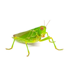 grasshopper on white background