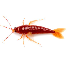 A large red Silverfish with a metallic sheen is centered on a pure white background